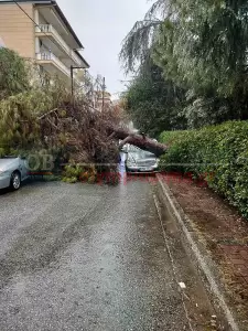 Κατερίνη: Πτώση δέντρου πριν λίγο στην οδό Νοταρά (βίντεο – εικόνες)