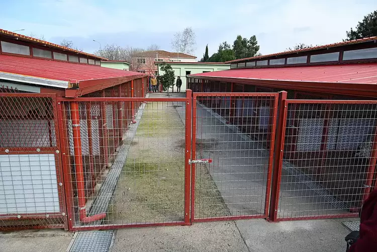 Κυνοκομείο Κατερίνης: Με μεγάλη ανταπόκριση και συμμετοχή η γιορτή εθελοντών & δημοτών