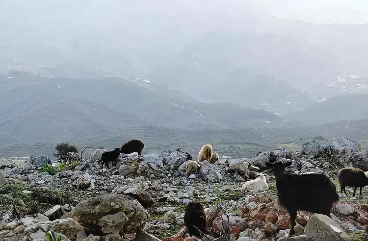 Ξεκίνησε η καταβολή αποζημιώσεων για πανώλη και ευλογιά
