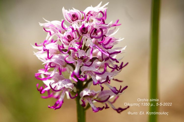 Χριστούγεννα στο Μουσείο Logic Επιστήμης και Τεχνολογίας