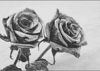 Χριστουγεννιάτικα τριαντάφυλλα   