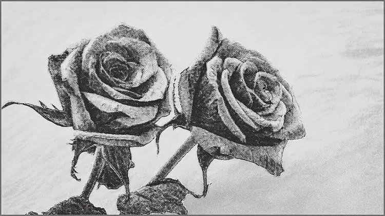 Χριστουγεννιάτικα τριαντάφυλλα   