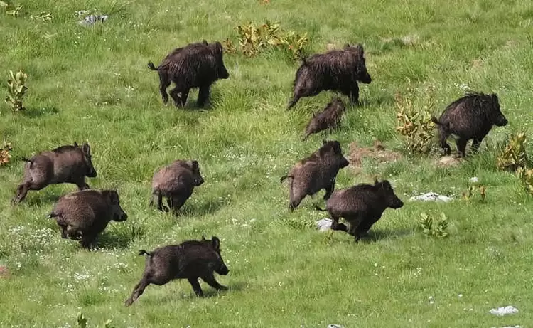Αγριογούρουνα σε κήπους και κοτέτσια Αγριογούρουνα σε κήπους και κοτέτσια