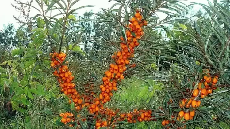Tο ΑΠΘ εξελίσσει την καλλιέργεια ιπποφαούς μέσα από τεχνολογίες ακριβείας