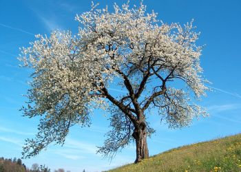 Η αμυγδαλιά στην Κονταριώτισσα