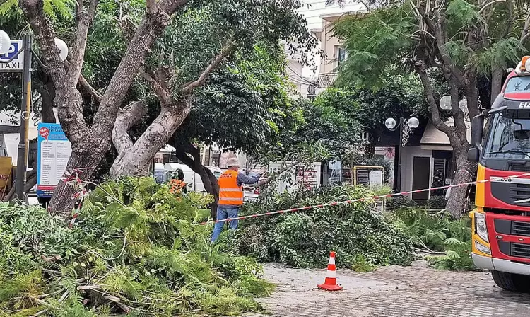 Κατερίνη: Κοπή δέντρων και διακοπή  κυκλοφορίας στην οδό Νικομήδειας