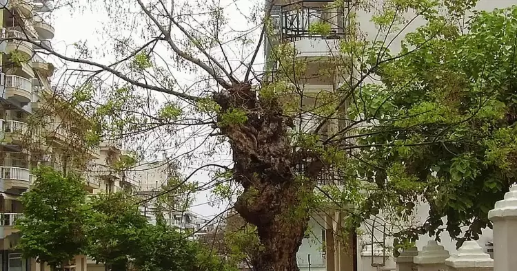 Κατερίνη: Κυκλοφοριακές ρυθμίσεις για κοπή δένδρων στην οδό Νικομηδείας 