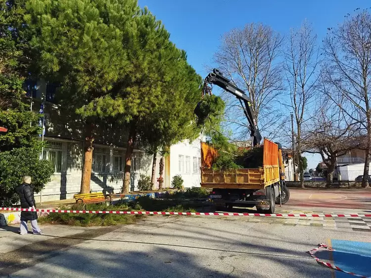 Κλαδεύσεις στο δημοτικό σχολείο Περίστασης Κλαδεύσεις στο δημοτικό σχολείο Περίστασης