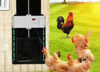 Κοτέτσια πολυτελείας