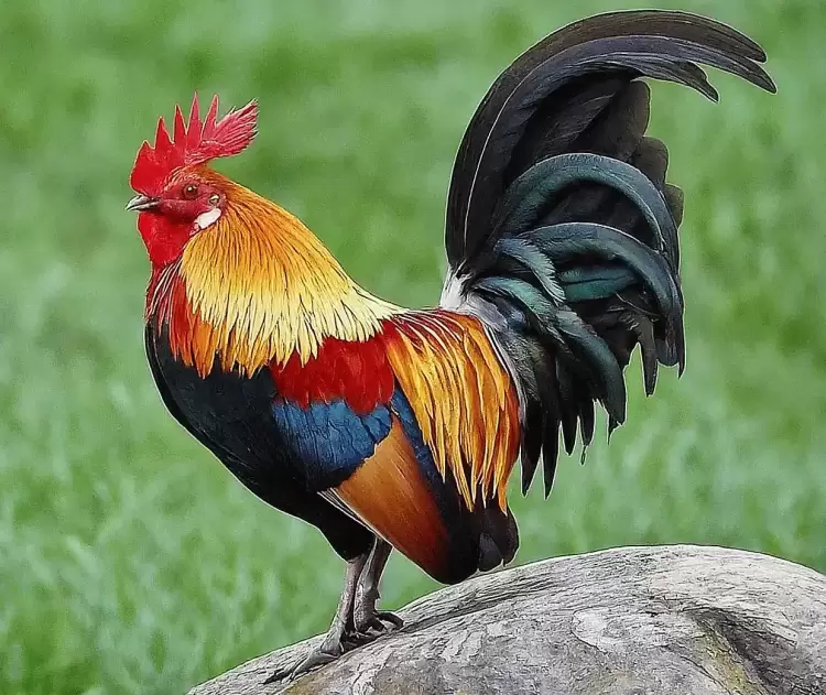 Σφάξαμε τον Πετεινό Σφάξαμε τον Πετεινό