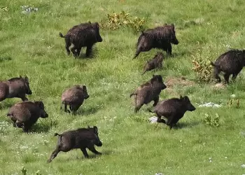 Αγριογούρουνα σε κήπους και κοτέτσια
