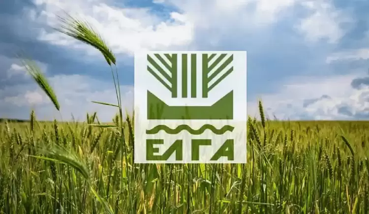 ΕΛΓΑ: Εκτίµηση των ζηµιών από την ανεμοθύελλα της 03/05/2024 σε καλλιέργειες στη Δ.Κ. Λιτοχώρου ΕΛΓΑ: Εκτίµηση των ζηµιών από την ανεμοθύελλα της 03/05/2024 σε καλλιέργειες στη Δ.Κ. Λιτοχώρου