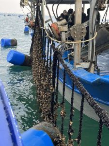 Τα προβλήματα των μυδοκαλλιεργητών της Πιερίας στο επίκεντρο επίσκεψης Ευρωβουλευτών στο λιμάνι Κίτρους (εικόνες - βίντεο) Επιμελητήριο Πιερίας: Τα προβλήματα των μυδοκαλλιεργητών της Πιερίας στο επίκεντρο επίσκεψης Ευρωβουλευτών στο λιμάνι Κίτρους