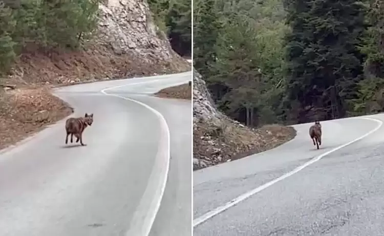 Λύκος βολτάρει στους δρόμους του Ολύμπου (βίντεο)