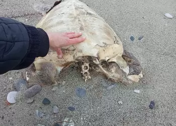 Νεκρή θαλάσσια χελώνα στην παραλία της Πλάκας Λιτοχώρου