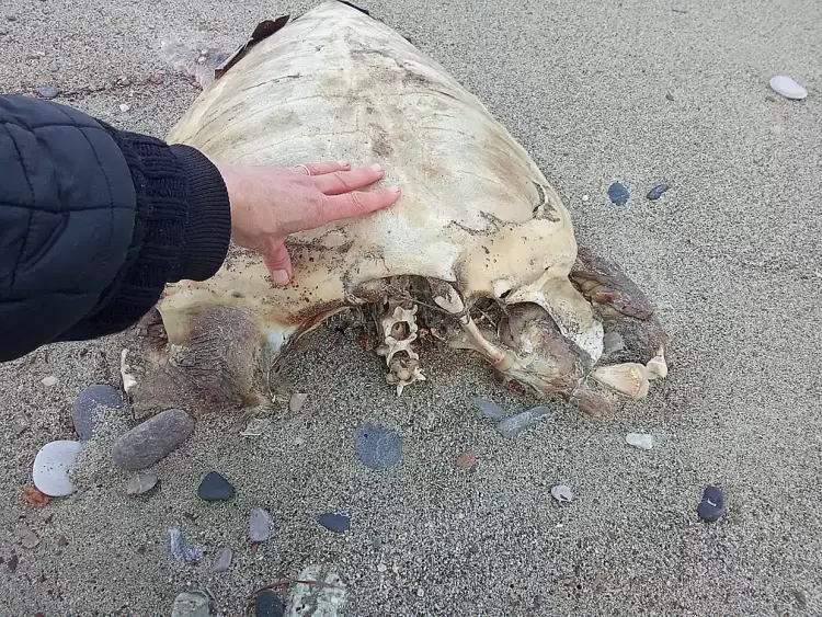 Νεκρή θαλάσσια χελώνα στην παραλία της Πλάκας Λιτοχώρου