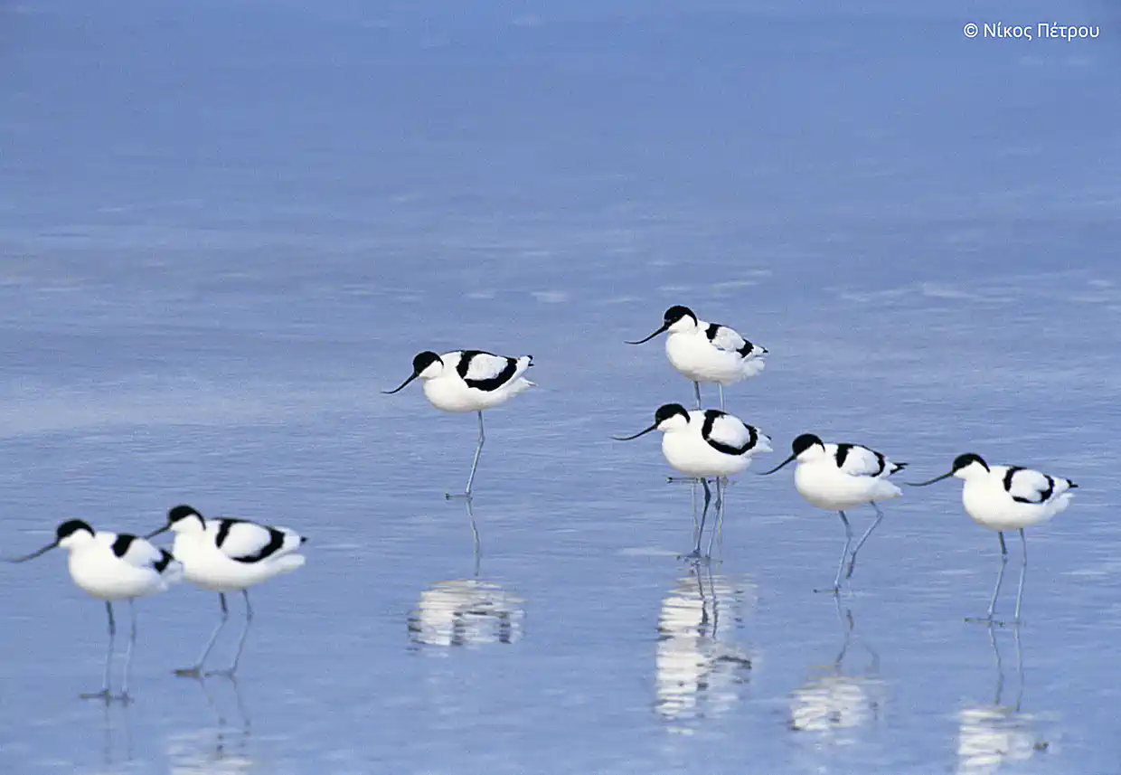 Ο νέος ευρωπαϊκός νόμος για τη βιοποικιλότητα και οι υποχρεώσεις για την Ελλάδα Ο νέος ευρωπαϊκός νόμος για τη βιοποικιλότητα και οι υποχρεώσεις για την Ελλάδα
