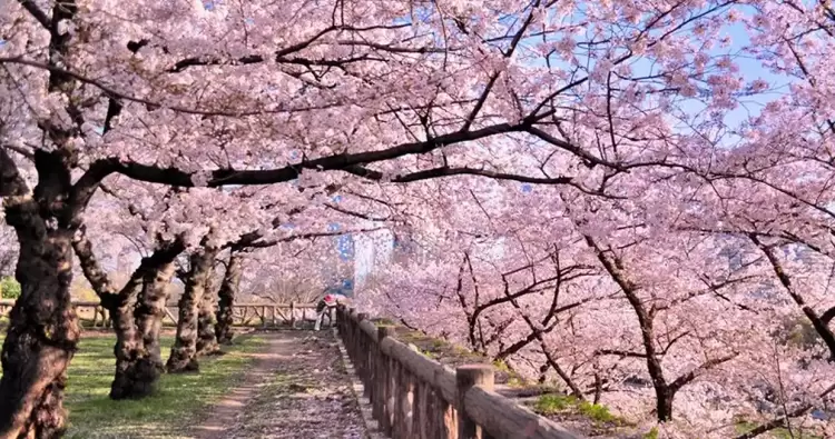 Οι Ανθισμένες Κερασιές της Πιερίας 2025