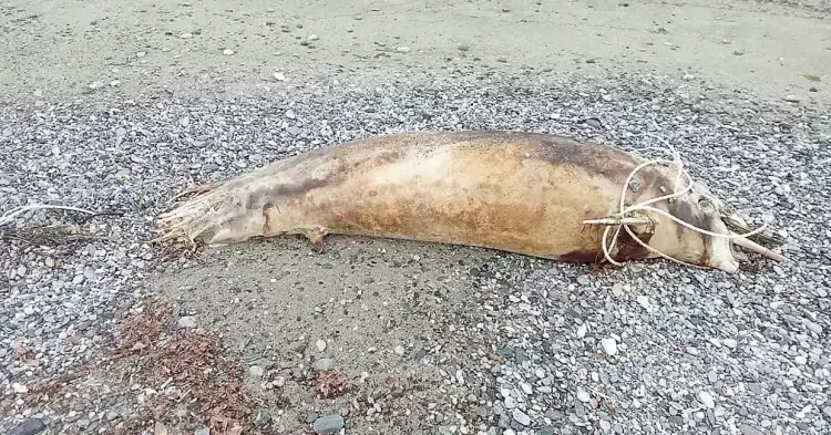 Πιερία: Νεκρό δελφίνι στην Παραλία Πλάκας Λιτοχώρου
