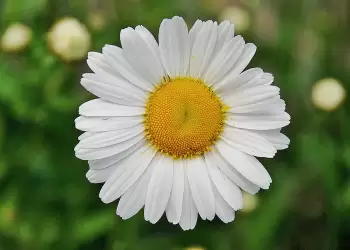 Η πρώτη αγάπη ποτέ δεν ξεχνιέται