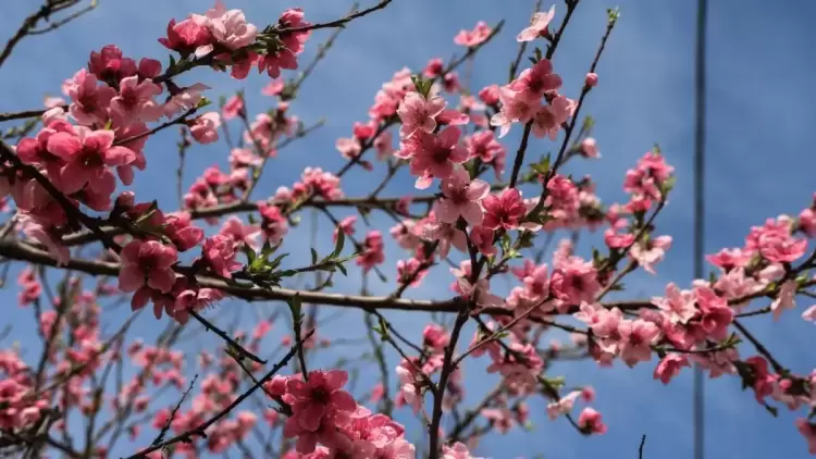 Eαρινή ισημερία 2025: Τι σηματοδοτεί η σημερινή ημέρα – Πότε αλλάζει η ώρα