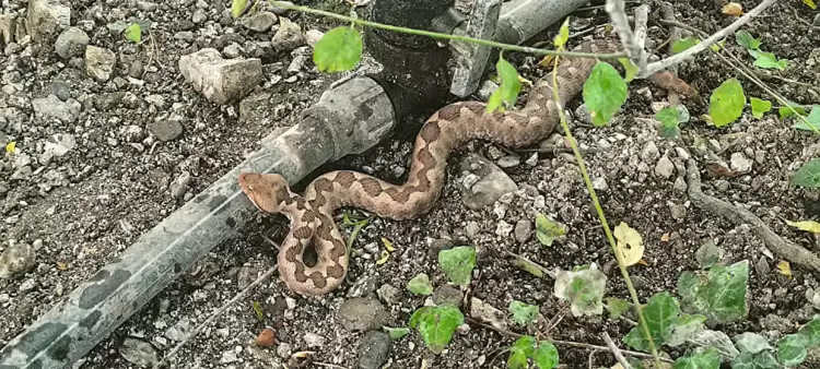 Olympus Marathon: Δηλητηριώδη ζώα στην Ελλάδα: Κίνδυνοι, Πρόληψη και Πρώτες Βοήθειες