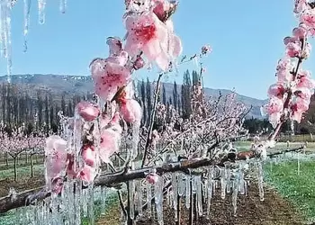 Αγωνία για ζημιές στις δενδροκαλλιέργειες από την παγωνιά στην Πιερία