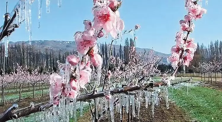 Αγωνία για ζημιές στις δενδροκαλλιέργειες από την παγωνιά στην Πιερία Αγωνία για ζημιές στις δενδροκαλλιέργειες από την παγωνιά στην Πιερία