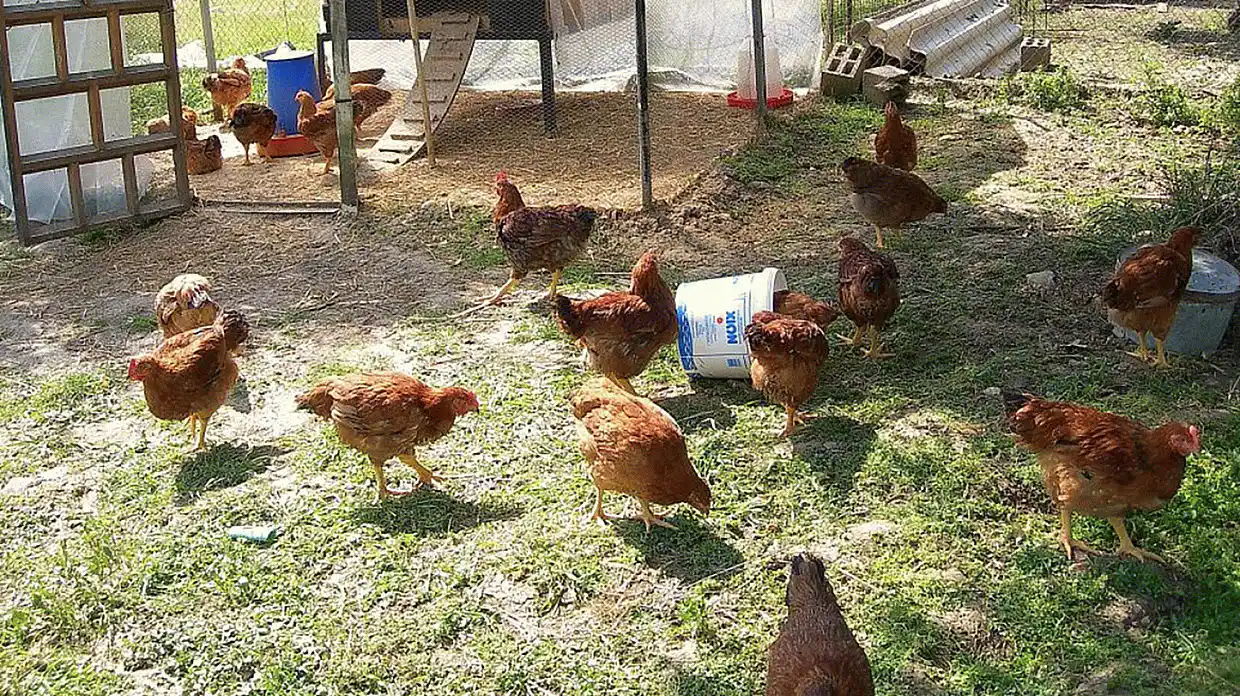 Ενοικιάζονται κότες Ενοικιάζονται κότες