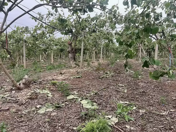 Επιστολή διαμαρτυρίας του προέδρου του Αγροτικού Συνεταιρισμού Καρίτσας προς τον ΕΛΓΑ για τα πορίσματα ζημίας των ακτινιδίων