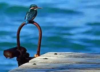 Ο καιρός σε Κατερίνη και Πιερία σήμερα Σάββατο, 01 Μαρτίου 2025: Λίγες νεφώσεις με πιθανότητα τοπικών βροχών Ο καιρός σε Κατερίνη και Πιερία σήμερα Σάββατο, 01 Μαρτίου 2025: Λίγες νεφώσεις με πιθανότητα τοπικών βροχών