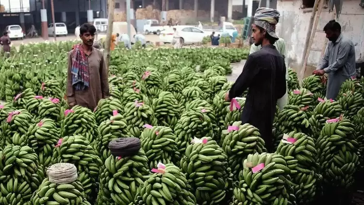 Η κλιματική αλλαγή απειλεί την παραγωγή της μπανάνας
