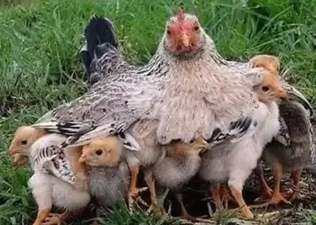 Μάνα είναι μόνο μία