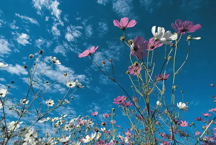 Μερομήνια 2025: Με τι καιρό θα κάνουμε φέτος Πάσχα - Πώς θα κυλήσει η Μεγάλη Εβδομάδα Μερομήνια 2025: Με τι καιρό θα κάνουμε φέτος Πάσχα – Πώς θα κυλήσει η Μεγάλη Εβδομάδα