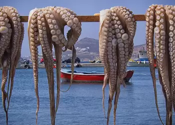 Όλα όσα πρέπει να ξέρεις για το χταπόδι