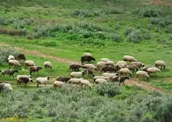 Στη Διαύγεια η απόφαση για αποζημιώσεις 16,5 εκατ. ευρώ σε κτηνοτρόφους