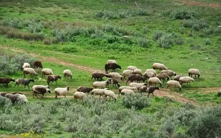 Στη Διαύγεια η απόφαση για αποζημιώσεις 16,5 εκατ. ευρώ σε κτηνοτρόφους Στη Διαύγεια η απόφαση για αποζημιώσεις 16,5 εκατ. ευρώ σε κτηνοτρόφους