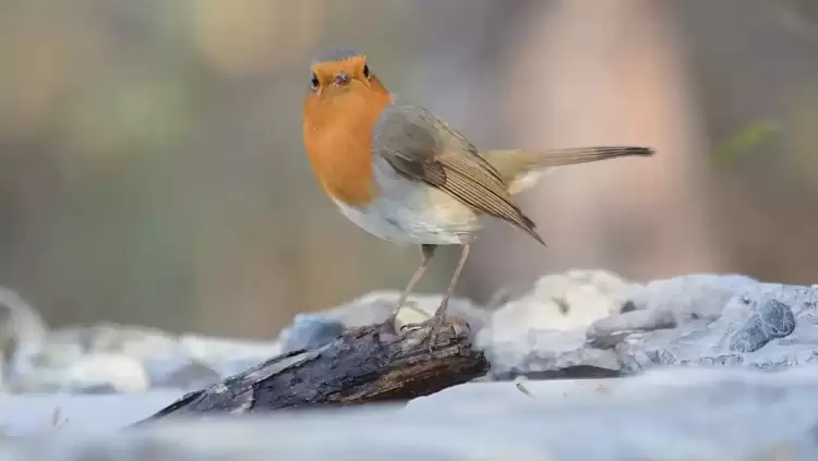 Το αηδόνι του χειμώνα Το αηδόνι του χειμώνα