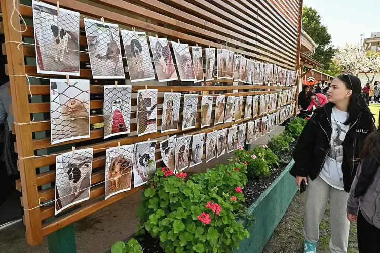 Δήμος Κατερίνης: Με μεγάλη ανταπόκριση & συμμετοχή η 2η γιορτή υιοθεσίας αδέσποτων ζώων