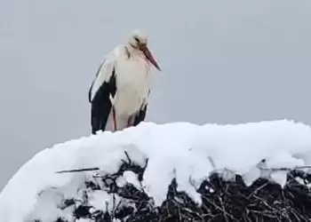 Δυο βδομάδες πριν το Πάσχα - Πελαργός στα χιόνια Δυο βδομάδες πριν το Πάσχα – Πελαργός στα χιόνια