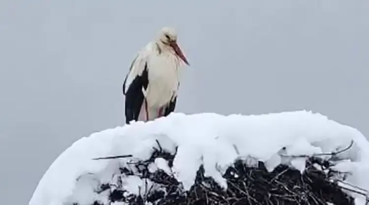 Δυο βδομάδες πριν το Πάσχα – Πελαργός στα χιόνια