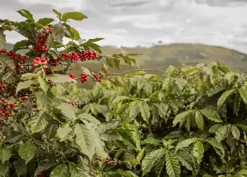 Η εκδίκηση του… φραπέ – Οι τιμές ανεβαίνουν, οι παραγωγοί πλουτίζουν;