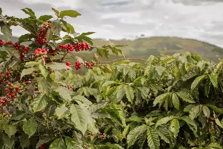 Η εκδίκηση του… φραπέ - Οι τιμές ανεβαίνουν, οι παραγωγοί πλουτίζουν; Η εκδίκηση του… φραπέ – Οι τιμές ανεβαίνουν, οι παραγωγοί πλουτίζουν;