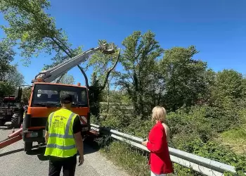 Εργασίες κοπής δέντρων λόγω ασθένειας κατά μήκος του οδικού δικτύου αρμοδιότητας ΠΕ Πιερίας Εργασίες κοπής δέντρων λόγω ασθένειας κατά μήκος του οδικού δικτύου αρμοδιότητας ΠΕ Πιερίας