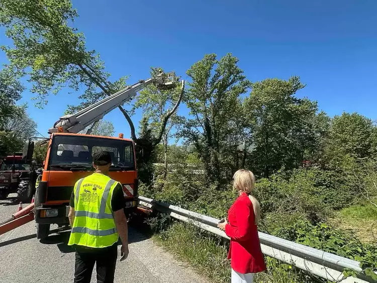 Εργασίες κοπής δέντρων λόγω ασθένειας κατά μήκος του οδικού δικτύου αρμοδιότητας ΠΕ Πιερίας