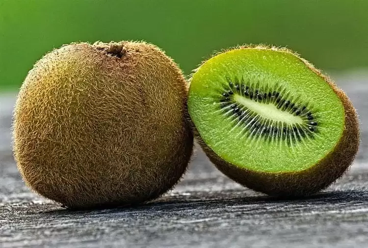 Καταρρίπτουν το ρεκόρ των εξαγωγών τα ακτινίδια Καταρρίπτουν το ρεκόρ των εξαγωγών τα ακτινίδια