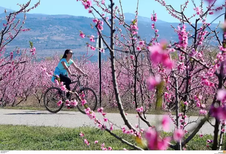 Με «καλοκαιράκι» το σούβλισμα του οβελία στην Πιερία Με «καλοκαιράκι» το σούβλισμα του οβελία στην Πιερία