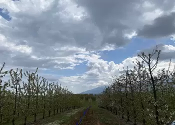 Οι ανθισμένες κερασιές στη Ράχη (Φωτορεπορτάζ)