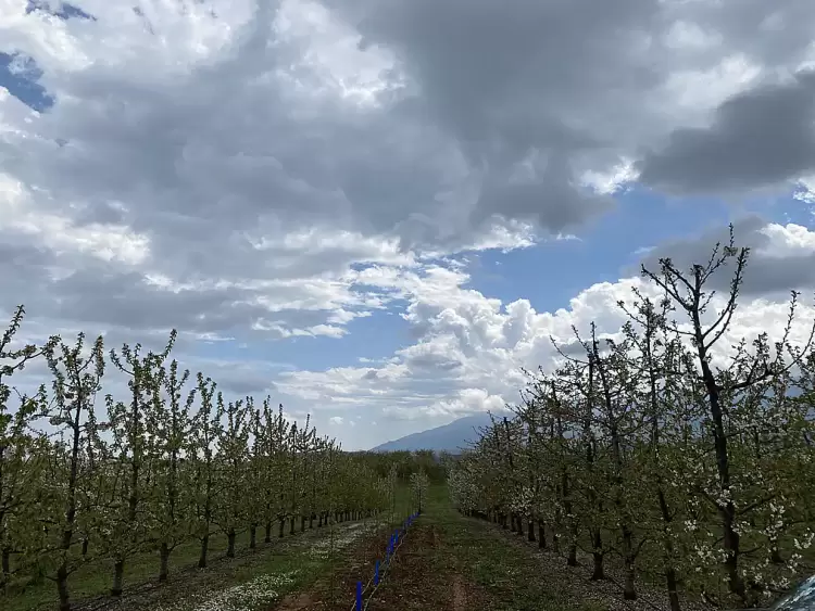 Οι ανθισμένες κερασιές στη Ράχη (Φωτορεπορτάζ)