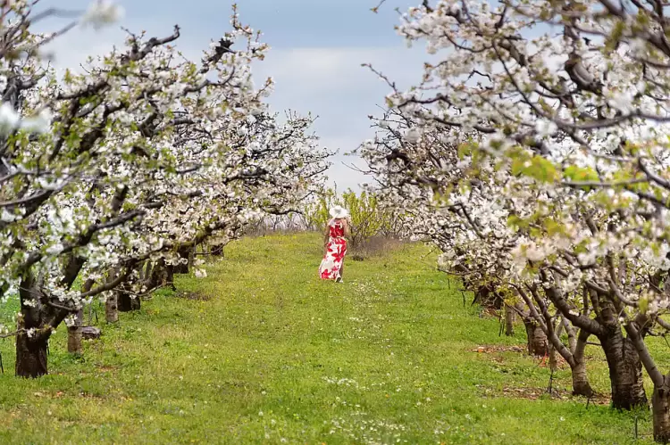Η Πιερία στο λαμπρό γιορτάσι των Ανθισμένων Κερασιών